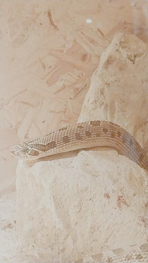 Mannelijke haakneusslang, Dieren en Toebehoren, Slang