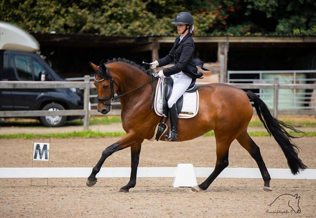 10 jarige dressuurmerrie/ fokmerrie, Merrie, M