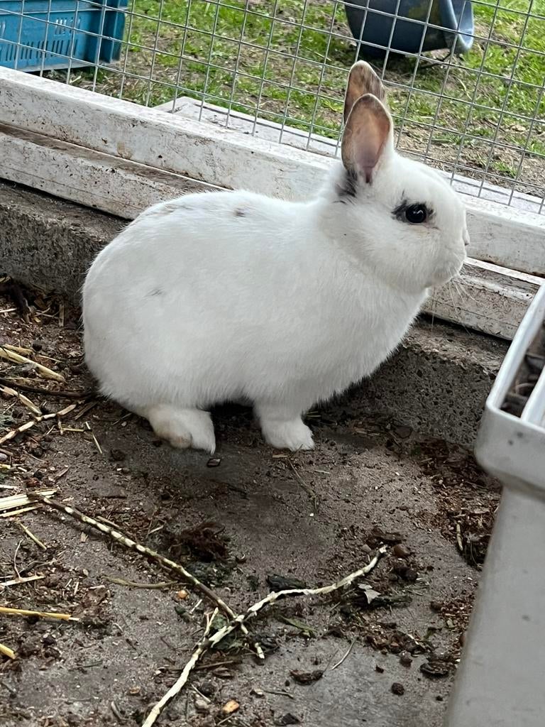 3 konijnen verkopen.1 vrouwtje en 2 mannetjes