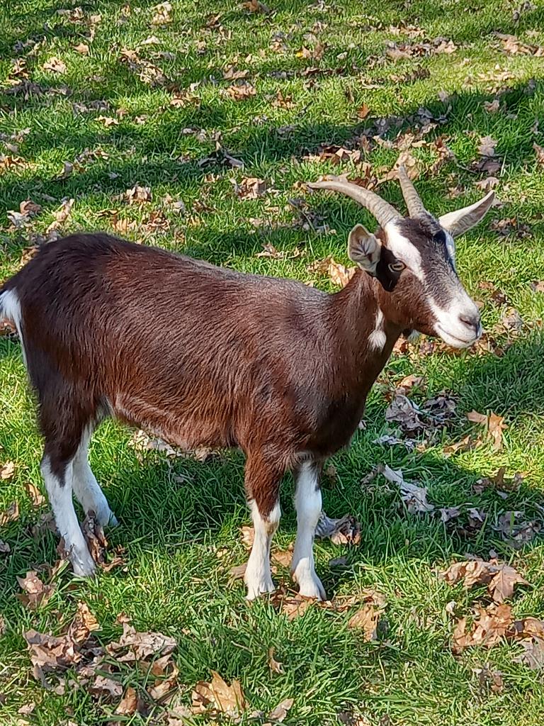 Geiten, Vrouwelijk, Geit, 0 tot 2 jaar