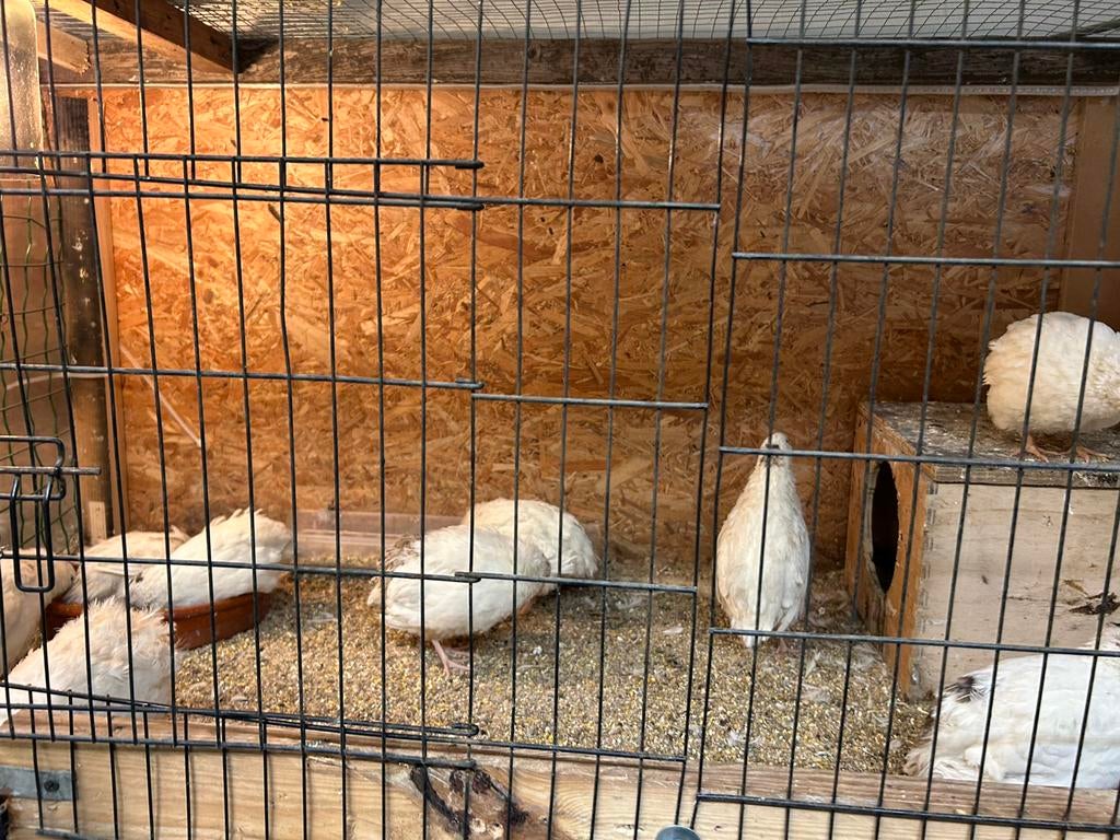 Witte japanse kwartel, Dieren en Toebehoren