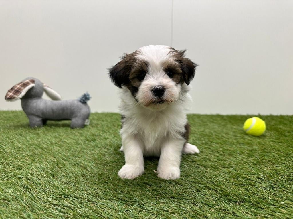 Nestje Havanezer pups, Parvo, België, Overige rassen, 8 tot 15 weken