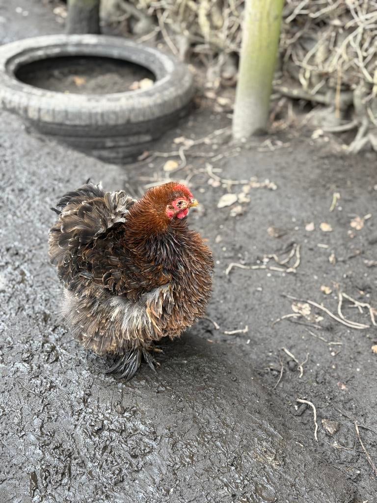 Cochin kriel, Dieren en Toebehoren, Pluimvee