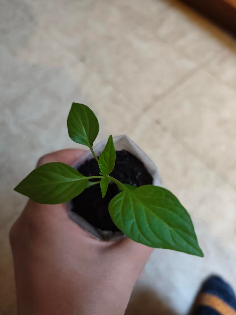 Cetinel Tatli Sivri | Peper Planten, Enlèvement