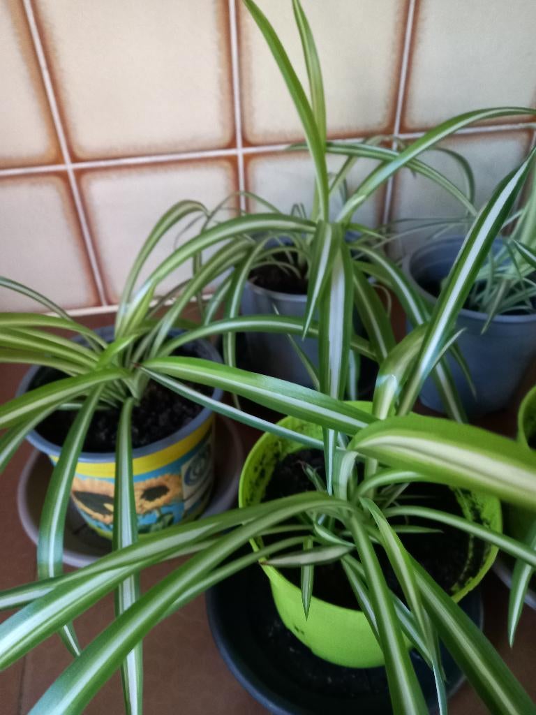 graslelie, Enlèvement