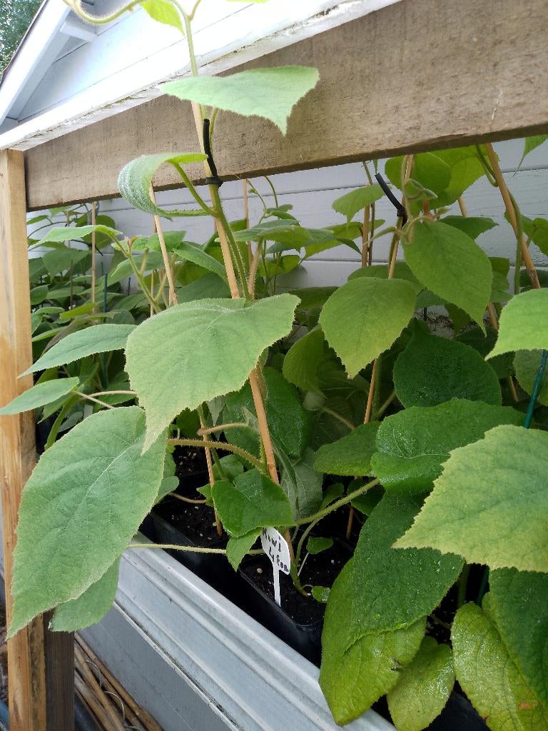 kiwi planten, Tuin en Terras, Planten | Fruitbomen, Ophalen