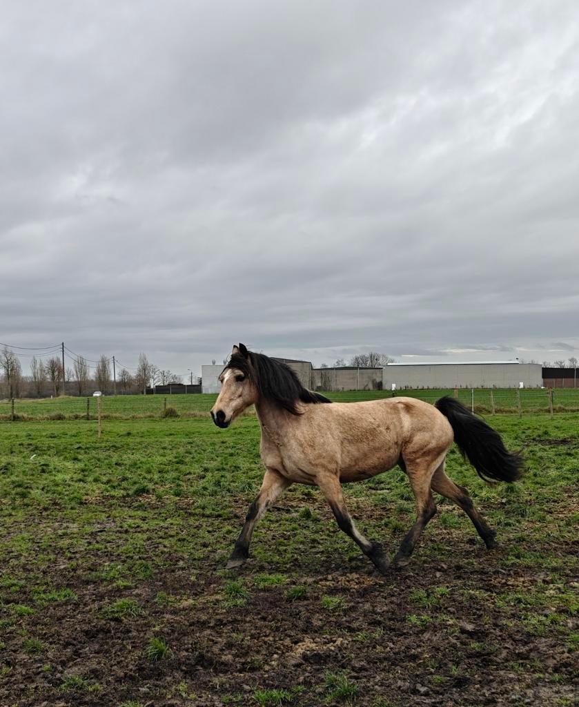 8 jarige Welsh D (153 cm) merrie, Dieren en Toebehoren, Paarden, Merrie, Minder dan 160 cm, Met stamboom, Zadelmak