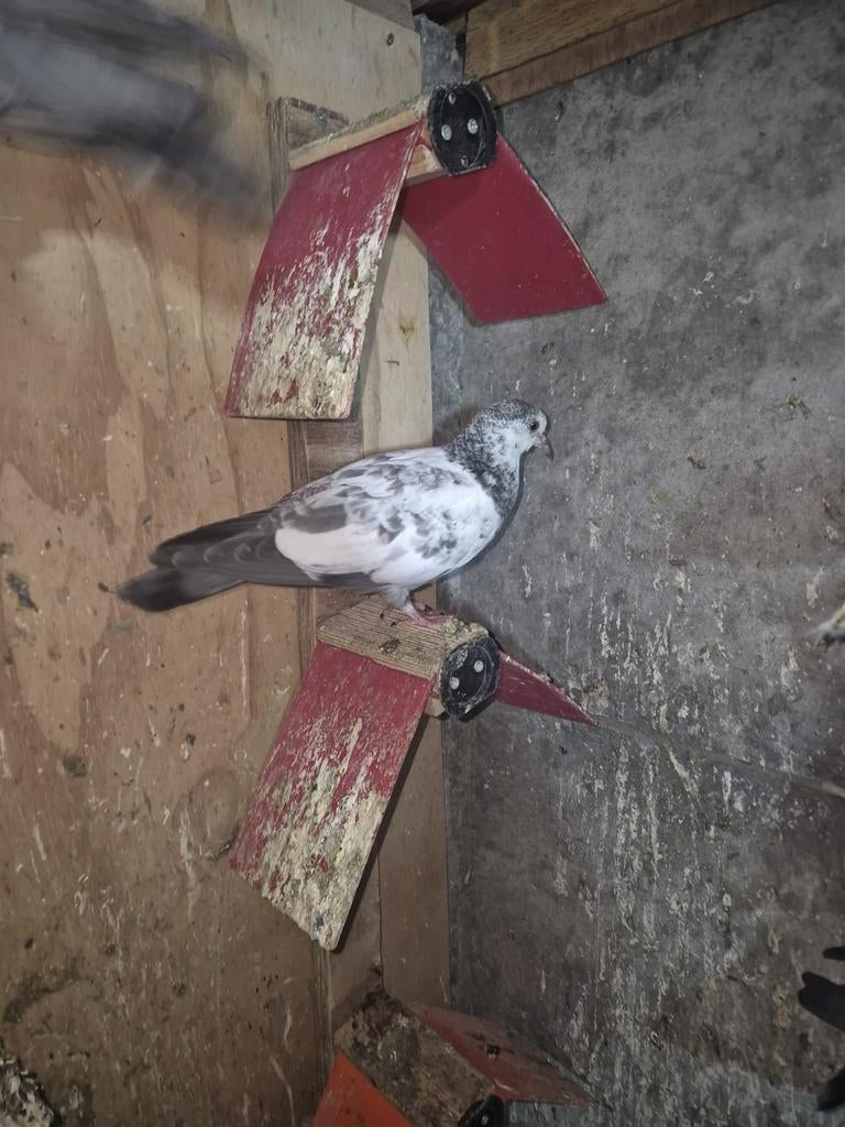 Pakistan hoogvliger jonge 20€ stuk, Collections, Signets, Enlèvement