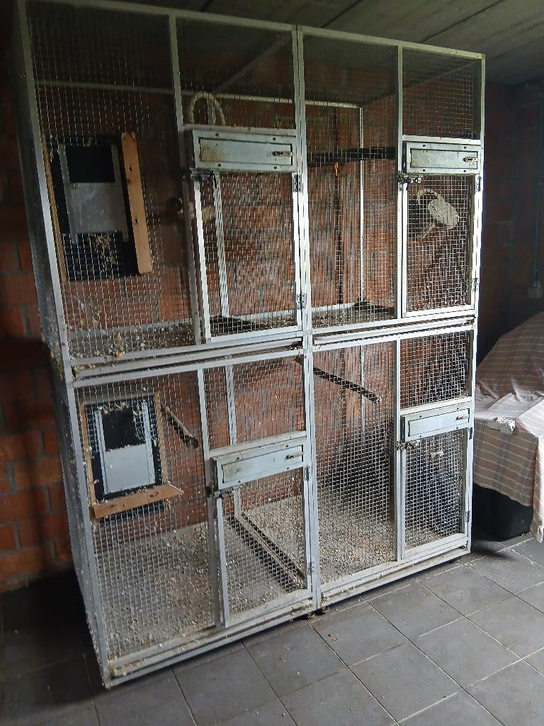 Kweek kooii papegaaien, Ophalen