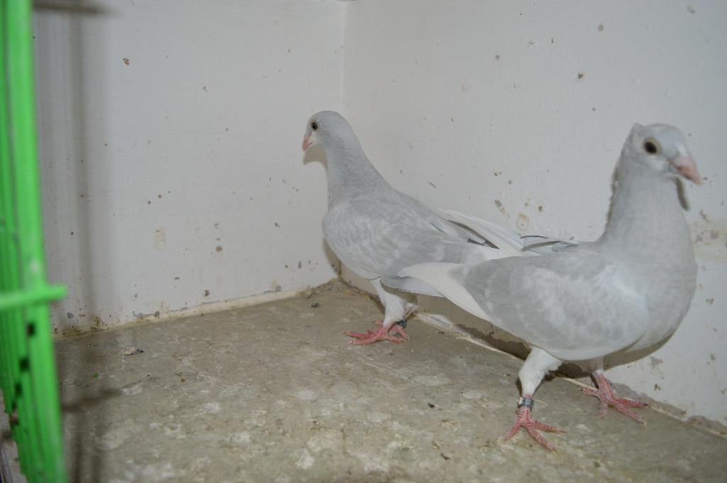 kleurpostduiven, Dieren en Toebehoren, Postduif