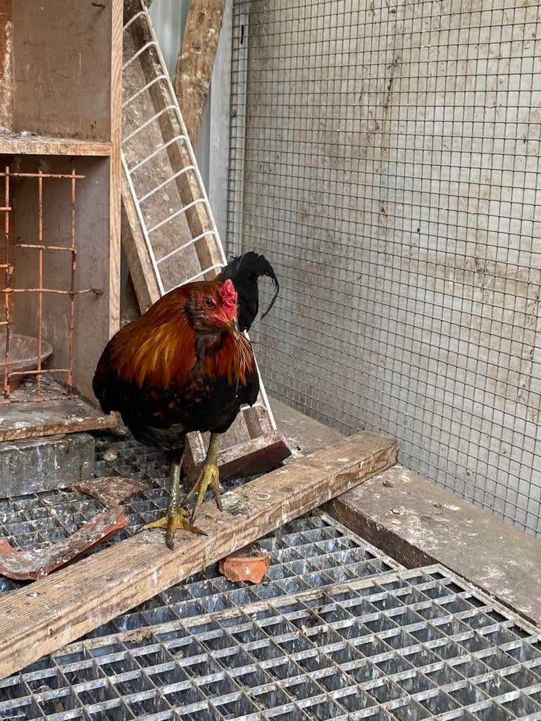 Mooi haantje, Dieren en Toebehoren, Pluimvee