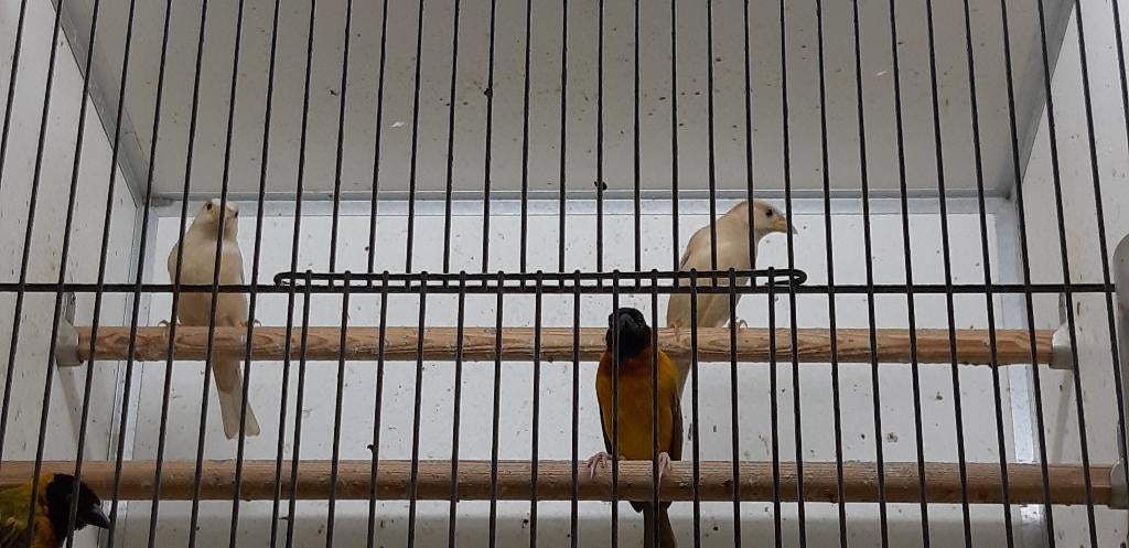 Huismussen pheao, Dieren en Toebehoren, Vogels | Overige Vogels, Meerdere dieren, Wildzangvogel, Geringd