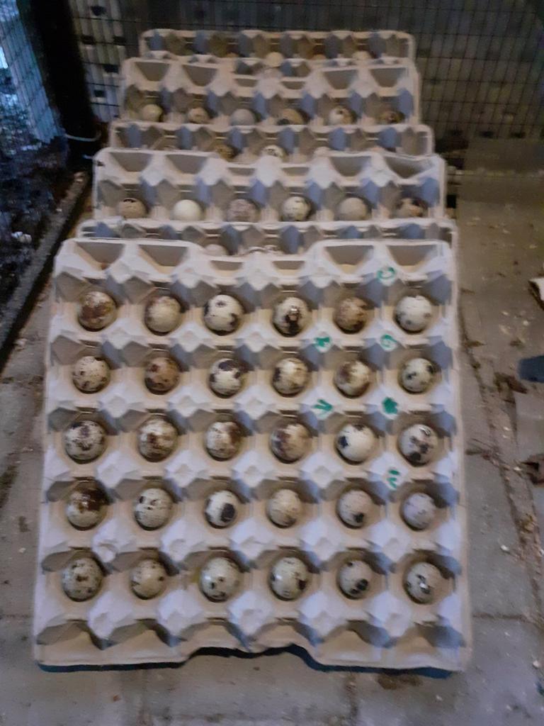 Œufs à incuber japonais Jumbo Quail, Enlèvement, Comme neuf