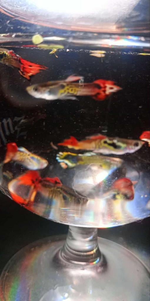Guppies/endler Guppies te koop, Enlèvement, Comme neuf