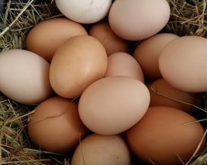 12 biologische eieren voor 5€
24 biologische eieren voor €10, Dieren en Toebehoren, Pluimvee