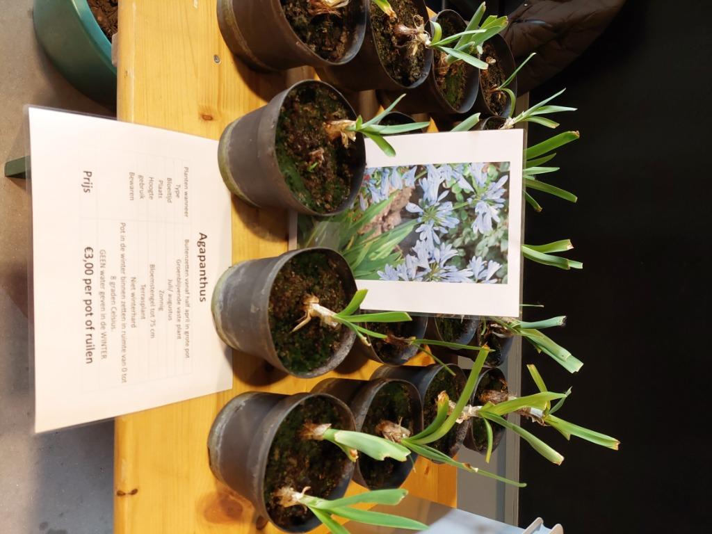 Planten ruilen, Ophalen, Vaste plant, Overige soorten