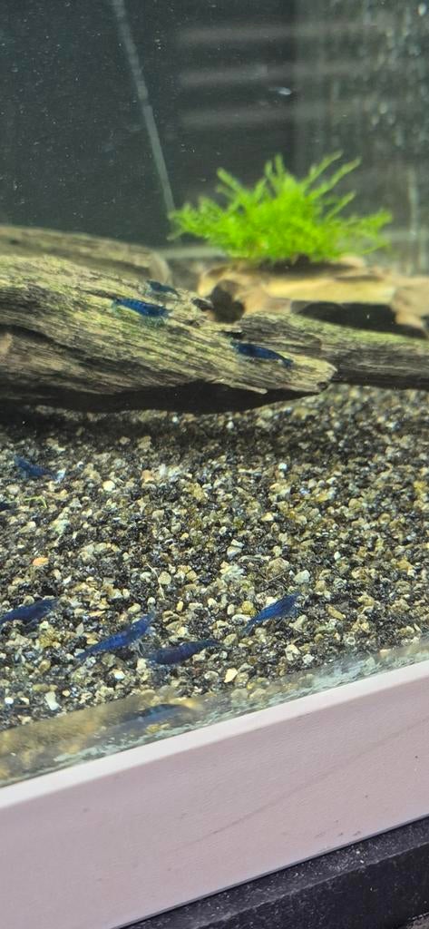 Neocaridina blue dream garnalen hoge kwaliteit