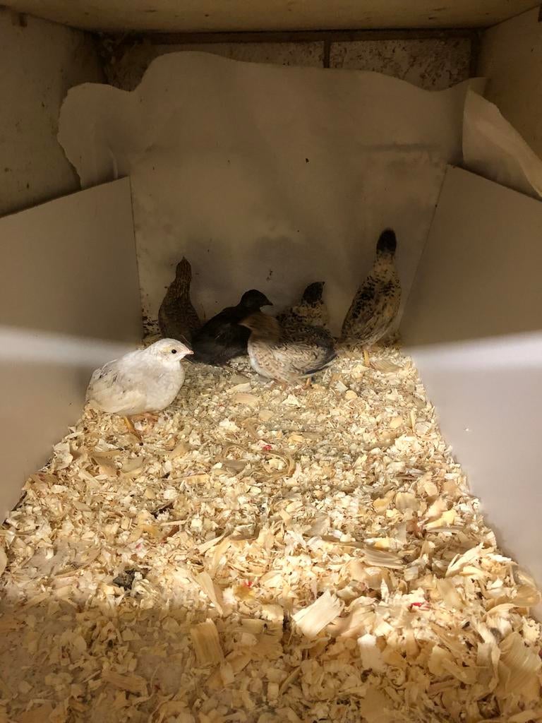 Chinese dwergkwartel, Dieren en Toebehoren