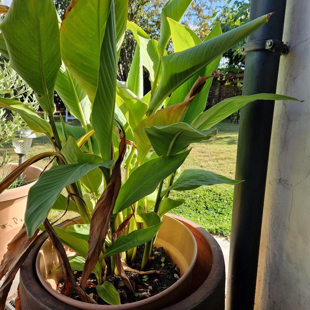 canna's rode, Jardin & Terrasse, Enlèvement