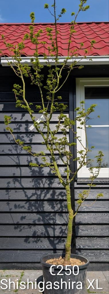 Acer palmatum Shishigashira Japanse esdoorn, Tuin en Terras, Planten | Bomen, Ophalen