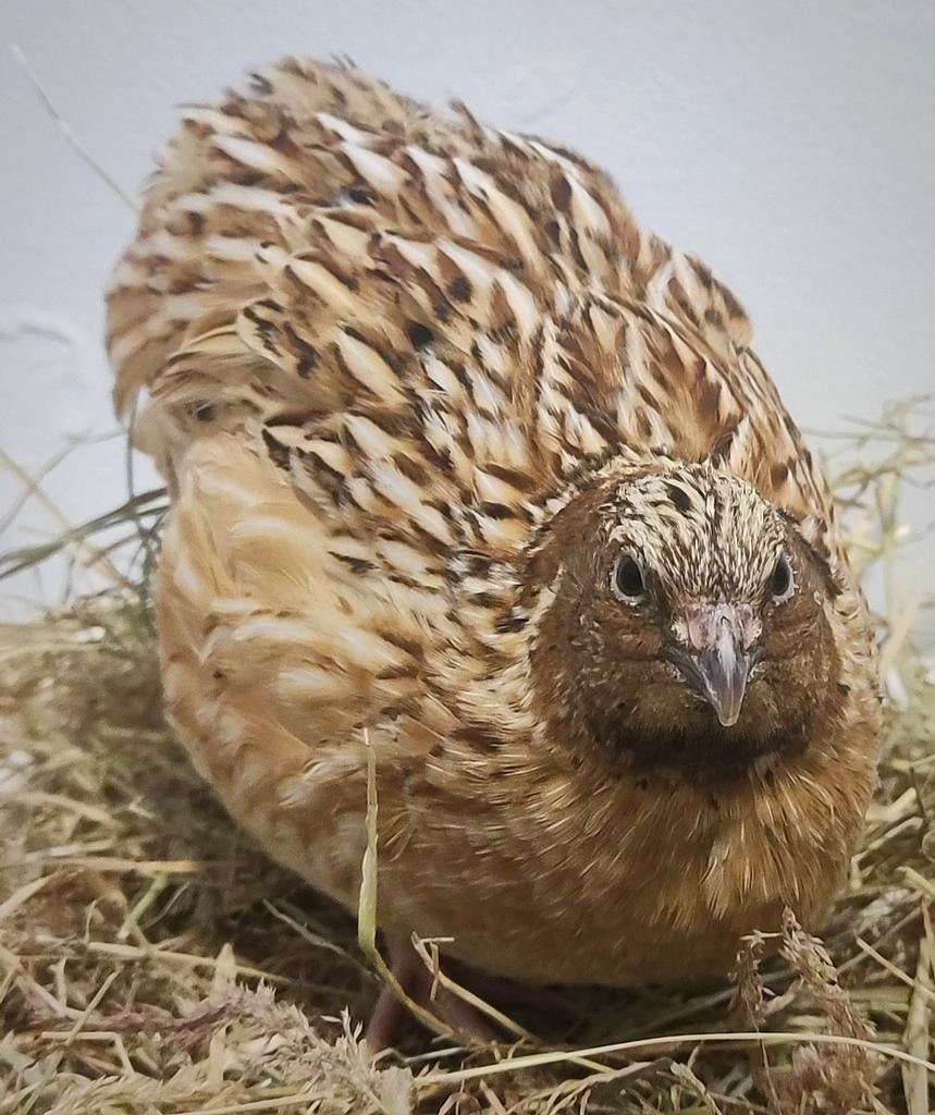 Coq de caille, Animaux & Accessoires, Volatiles