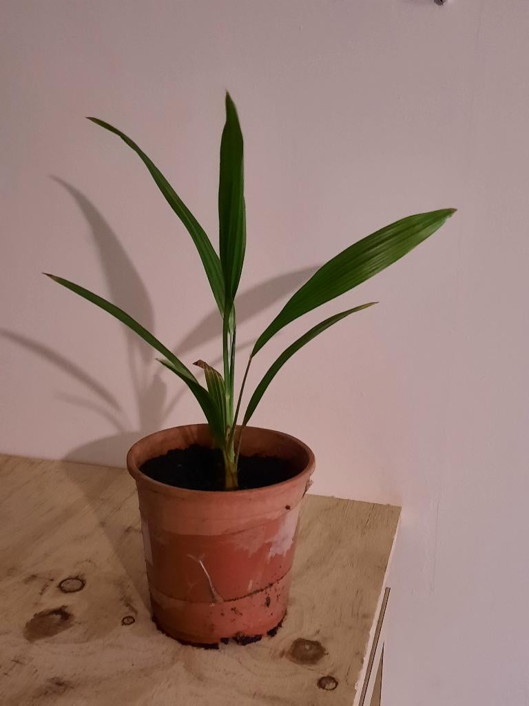 50 palmboom stekken | Trachycarpus wagnerianus, Tuin en Terras, In pot, Verzenden, Halfschaduw, Lente