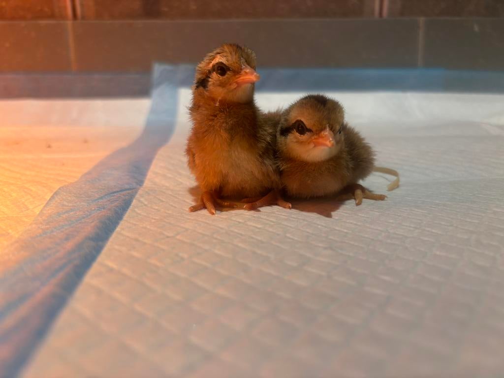 Friese hoen kuikentjes, Geslacht onbekend