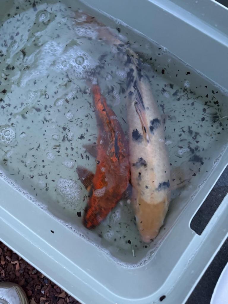 Koi Karpers 3, Dieren en Toebehoren, Vissen | Vijvervissen