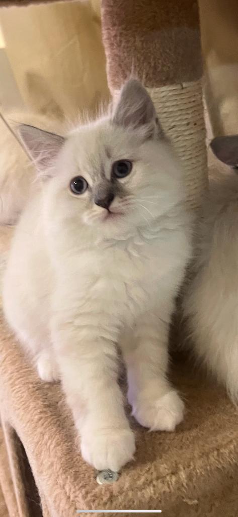 Chaton ragdoll, Chatte ou Chat, Vermifugé, 0 à 2 ans