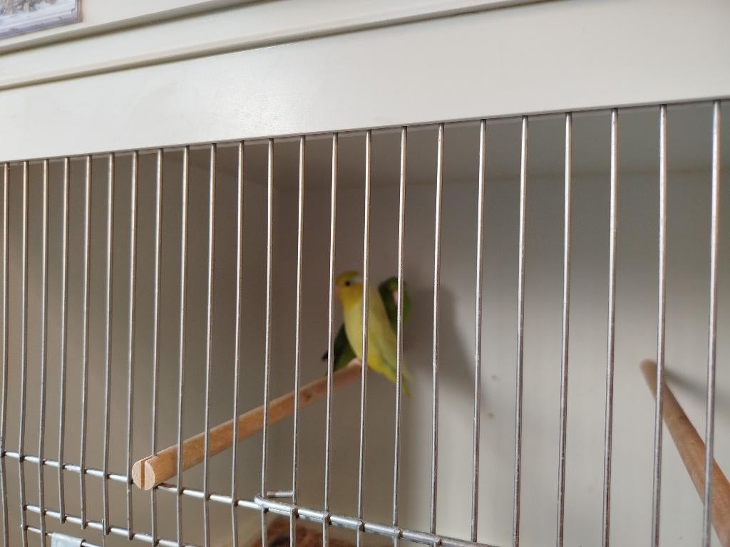 Koppel forpus, Dieren en Toebehoren