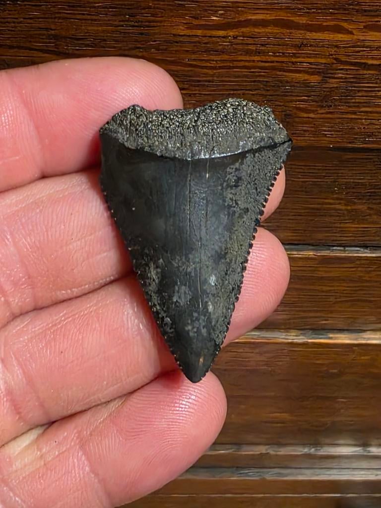 Les meilleurs carcharias Carcharodon noirs de jais de Caroli, Collections, Enlèvement ou Envoi, Fossile