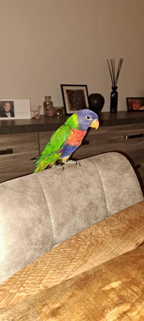Lori Handtam, Mâle, Perroquet, Domestique