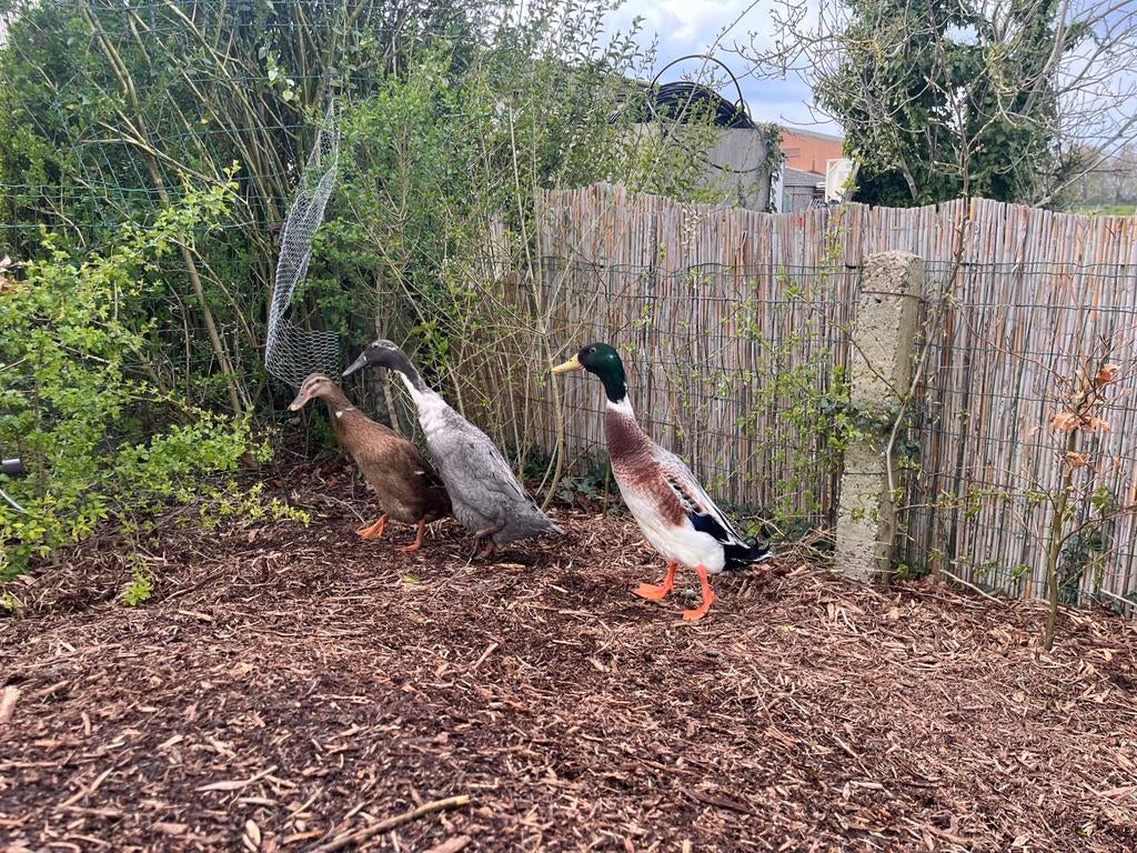 Broedeieren Indische loopeend te koop, Dieren en Toebehoren, Geslacht onbekend, Eend