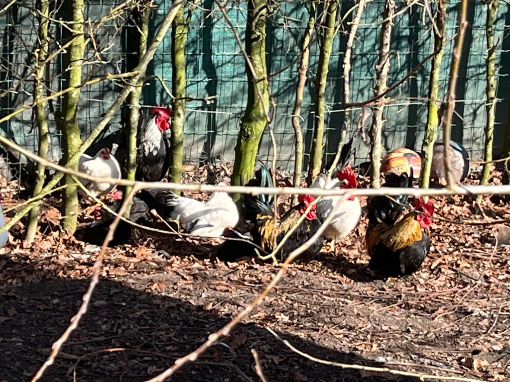 CHABO HAANTJES GRATIS, Dieren en Toebehoren, Pluimvee, Mannelijk, Kip