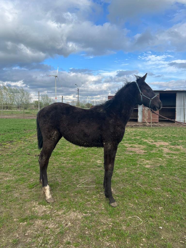 Jaarling hengstje, Dieren en Toebehoren, Paarden, Springpaard, Met stamboom, Z, 0 tot 2 jaar