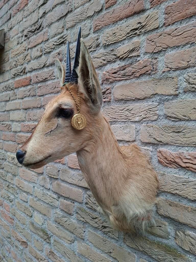Opgezette kop duiker gold medail taxidermie taxidermie hert, Ophalen, Wild dier, Gewei of Kop