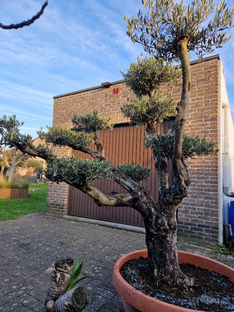 Prachtige olijfboom te koop., Tuin en Terras, Planten | Bomen, Ophalen, In pot, Olijfboom