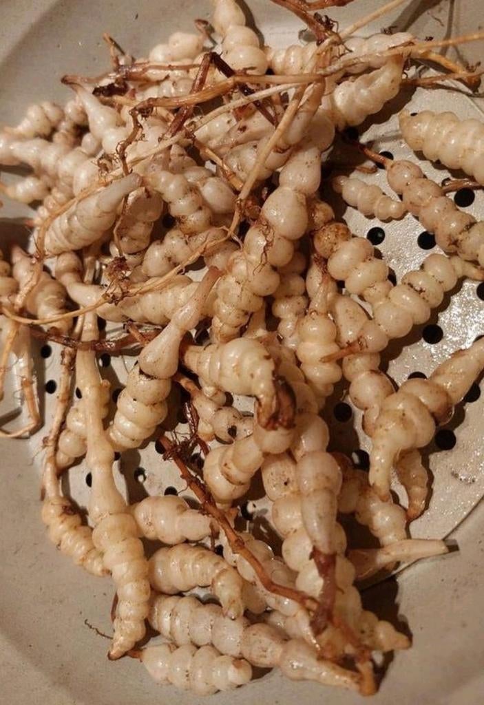 Crosne (Mandthorn japonais) - matériel de plantation, Jardin & Terrasse, Enlèvement