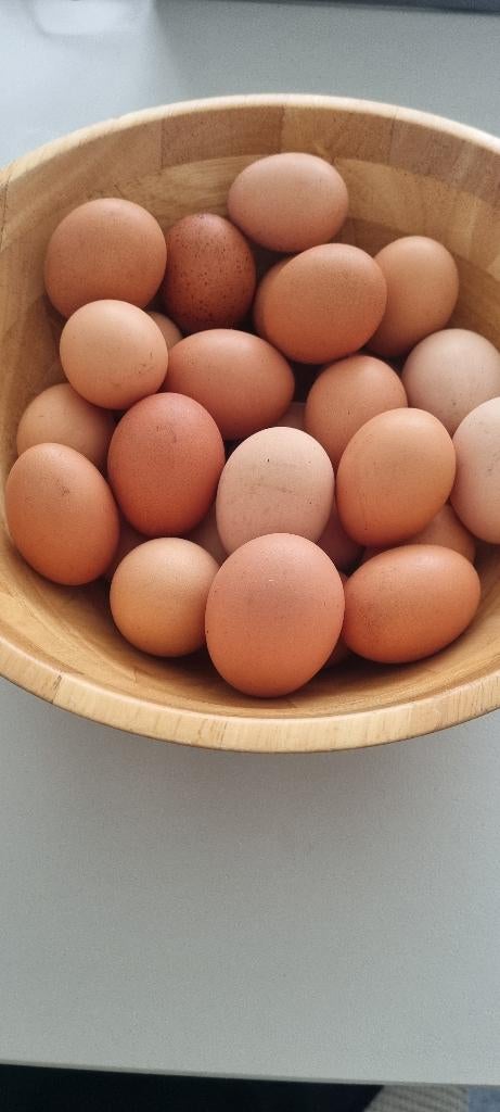 Verse eitjes, Dieren en Toebehoren, Pluimvee | Toebehoren, Ophalen, Nieuw, Overige typen