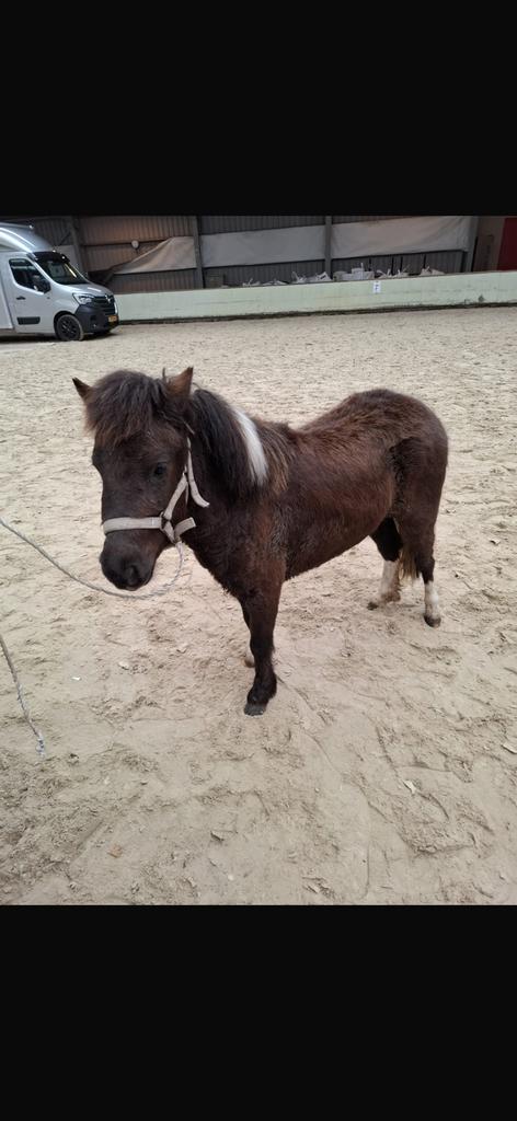 Shetlander merrie, Dieren en Toebehoren, Merrie