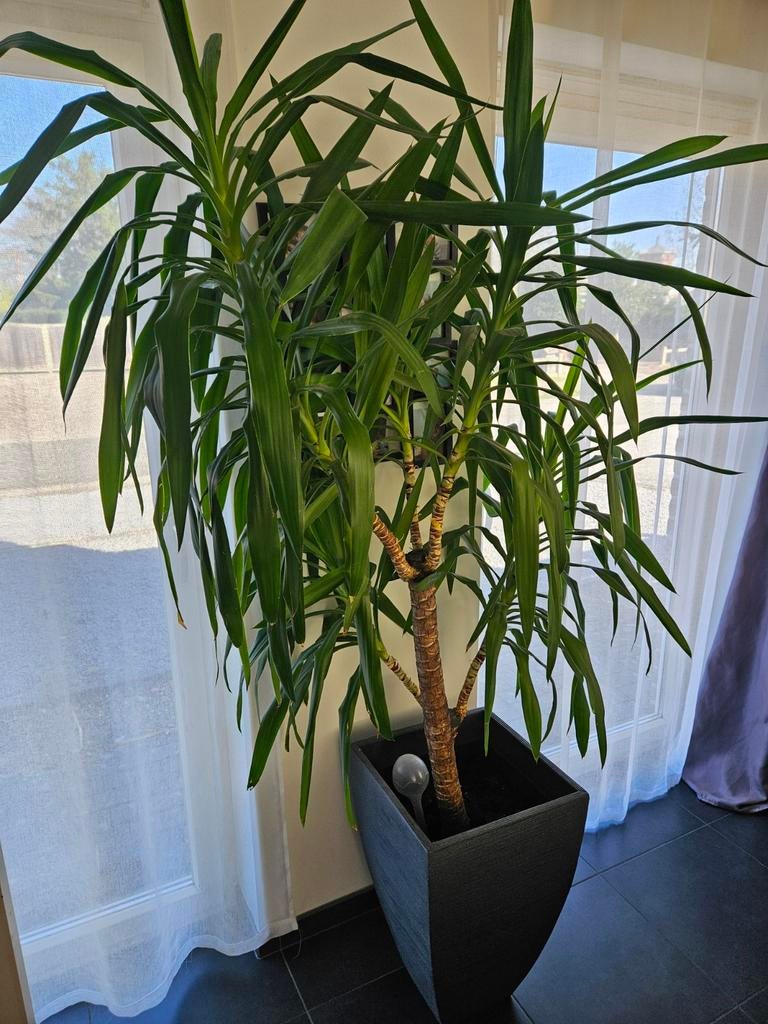 Yucca Elephantipes, Maison & Meubles, Plantes d'intérieur, Enlèvement, Yucca