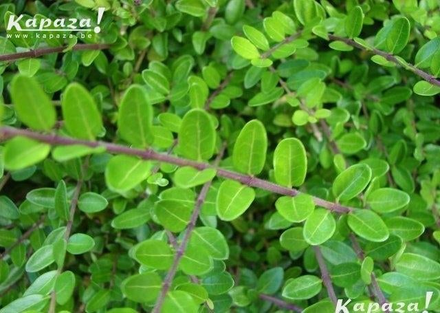 Lonicera Maigrun en soorten, Tuin en Terras, Planten | Struiken en Hagen, Struik, Ophalen