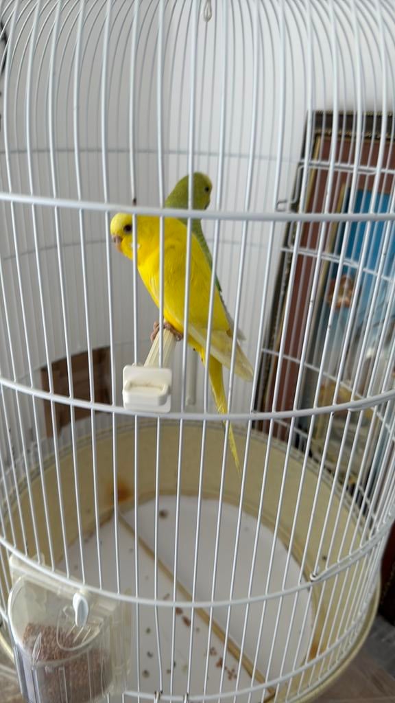 2 parkieten en een kooi voor SLECHTS 15€