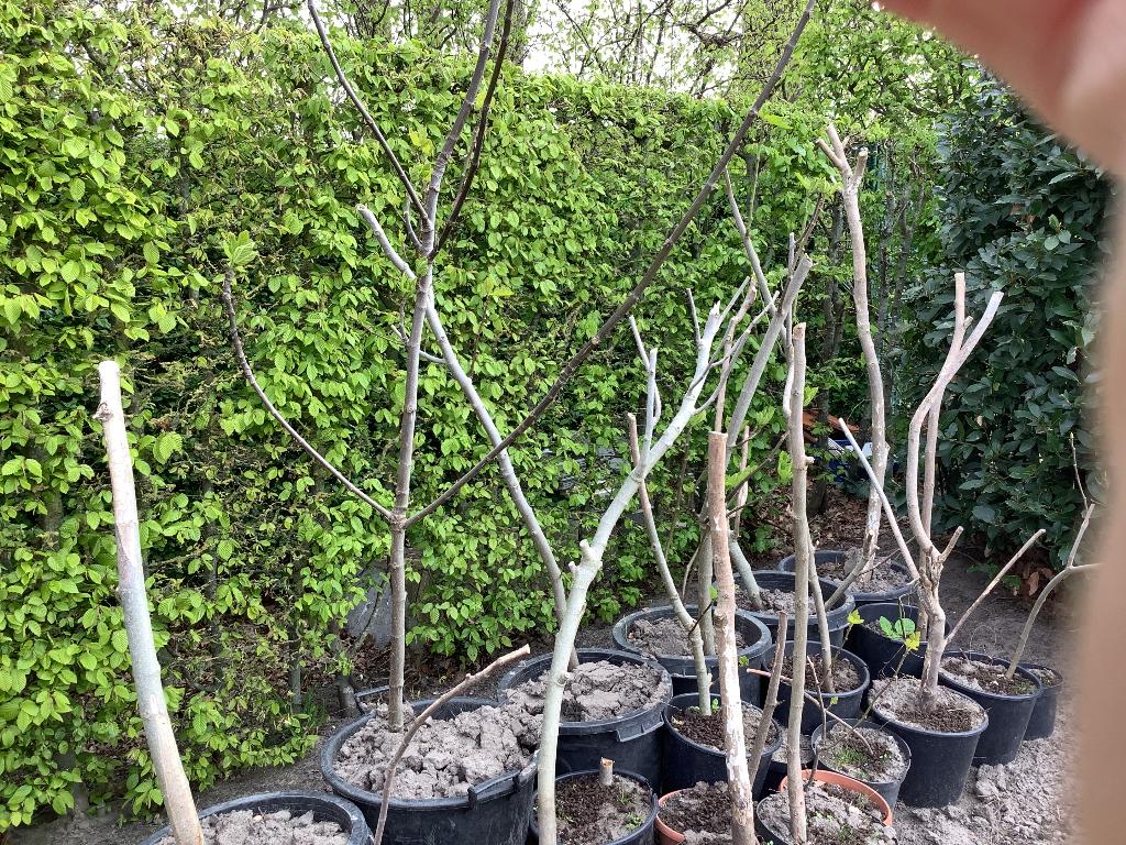 Vijgenboom, Tuin en Terras, Planten | Fruitbomen, Ophalen, Volle zon, Vijgenboom, 100 tot 250 cm