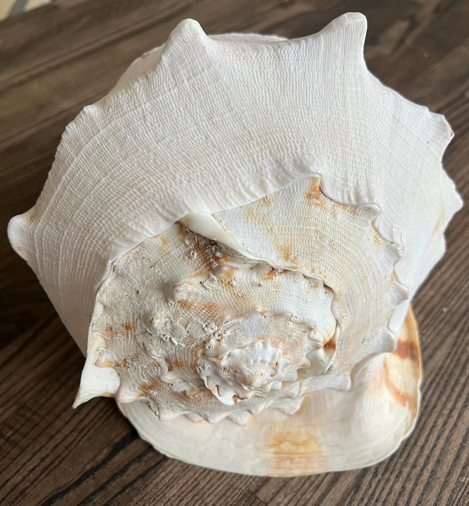 Grote kaurischelp, Verzamelen, Mineralen en Fossielen, Schelp(en), Ophalen of Verzenden