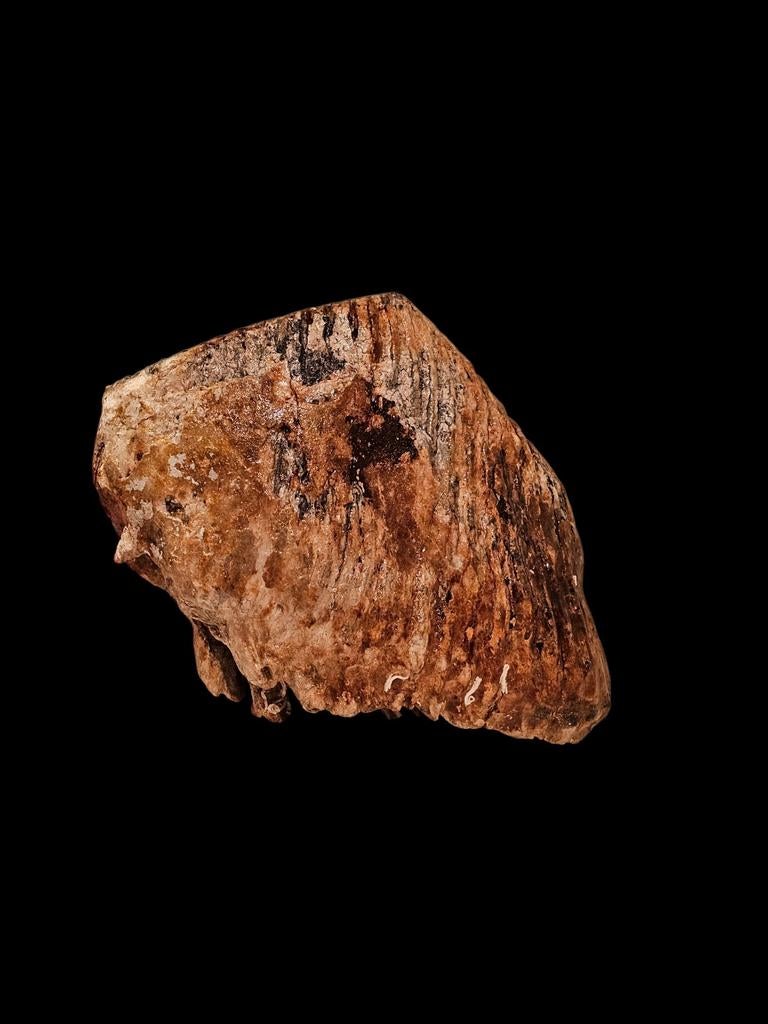 Enorme mammoet kies uit de noordzee., Verzamelen, Mineralen en Fossielen, Ophalen of Verzenden, Fossiel