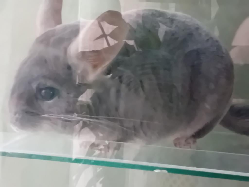Chincillaa's en glazen aquarium, Dieren en Toebehoren, Knaagdieren, Mei, Mannelijk, Chinchilla