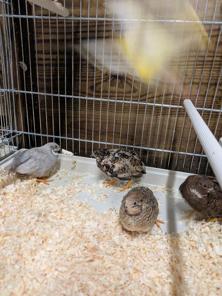 Chinese dwergkwartel, Dieren en Toebehoren