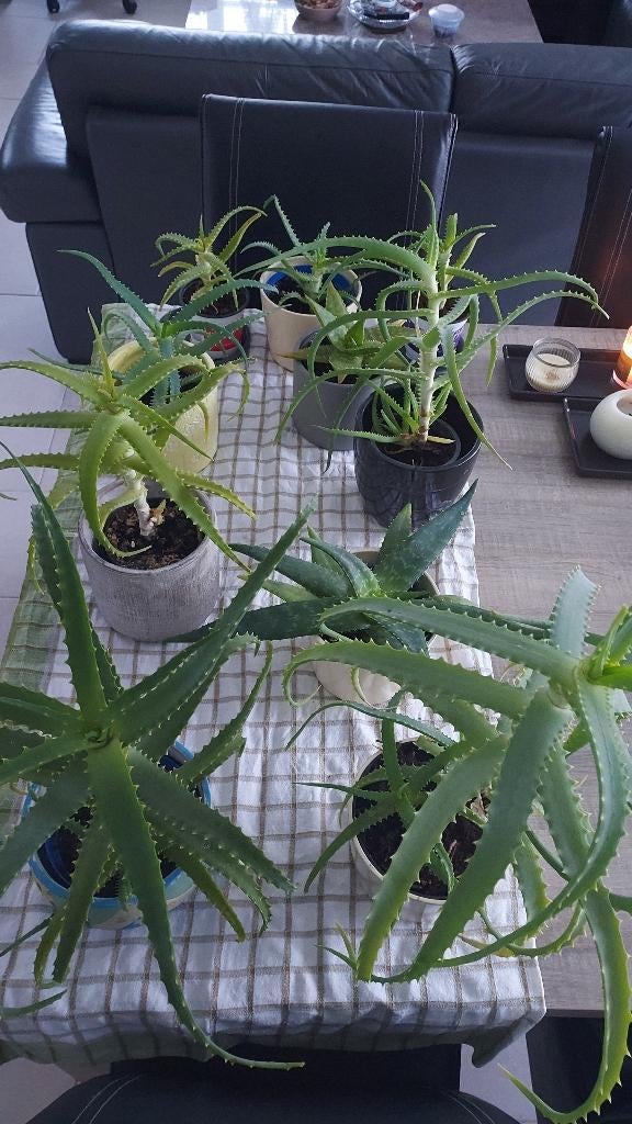 Diverse plantjes Aloë Vera -> voor schoonheid & gezondheid, Enlèvement, Plante succulente