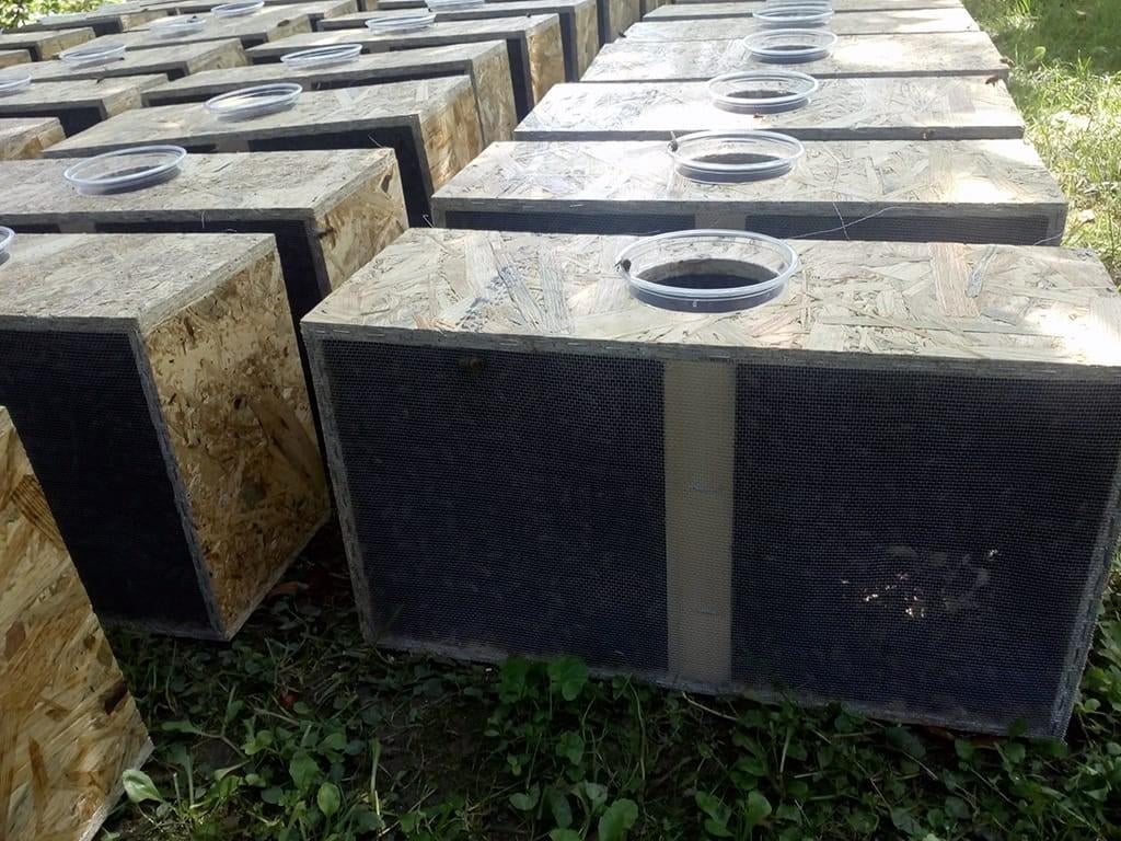 Bijen, Dieren en Toebehoren, Insecten en Spinnen, Bijen